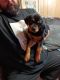 Rottweiler Puppies for sale in Ocoee, FL, USA. price: $650
