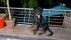 Rottweiler Puppies for sale in Thekkumbhagam, Kerala, India. price: 35000 INR