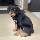 Rottweiler Puppies for sale in 8641 W 88th Pl, Westminster, CO 80021, USA. price: NA