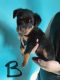 Rottweiler Puppies for sale in Gilmore City, IA 50541, USA. price: $750