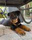 Rottweiler Puppies for sale in Colorado Springs, CO, USA. price: NA