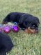 Rottweiler Puppies for sale in Lafayette, LA, USA. price: $1,100