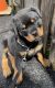 Rottweiler Puppies for sale in Newman Springs Rd, Middletown Township, NJ, USA. price: $1,500