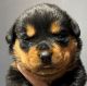 Rottweiler Puppies for sale in Riverview, FL, USA. price: $1,500