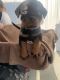 Rottweiler Puppies for sale in Oakwood, OH 45873, USA. price: $1,000