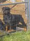 Rottweiler Puppies for sale in Elkton, VA 22827, USA. price: $1,800