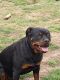 Rottweiler Puppies for sale in Pekin, IL, USA. price: $300