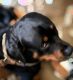 Rottweiler Puppies for sale in North Little Rock, AR, USA. price: NA