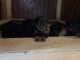 Rottweiler Puppies for sale in Orlando, FL, USA. price: $2,500