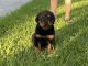 Rottweiler Puppies for sale in 3503 Clover Valley Dr, Kingwood, TX 77345, USA. price: NA