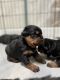 Rottweiler Puppies for sale in Pleasant Hill, MO 64080, USA. price: $1,500