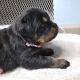 Rottweiler Puppies for sale in Marseilles, IL 61341, USA. price: $160,000