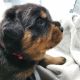 Rottweiler Puppies for sale in Marseilles, IL 61341, USA. price: $160,000