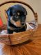 Rottweiler Puppies for sale in McMinnville, OR 97128, USA. price: $1,000