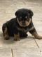 Rottweiler Puppies for sale in Atlanta, GA, USA. price: $1,200