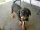 Rottweiler Puppies for sale in Eureka, CA, USA. price: $600