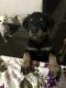 Rottweiler Puppies for sale in Deoli, Devli, Sangam Vihar, New Delhi, Delhi, India. price: NA