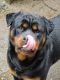 Rottweiler Puppies for sale in Custer, WA, USA. price: $105,000