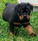 Rottweiler Puppies for sale in Cooks Rd, Richmond, VA 23224, USA. price: $1,600