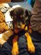 Rottweiler Puppies for sale in Bonham, TX 75418, USA. price: $700