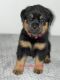 Rottweiler Puppies for sale in Asheboro, NC 27205, USA. price: $1,800