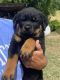 Rottweiler Puppies for sale in Faison, NC 28341, USA. price: NA