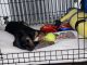 Rottweiler Puppies for sale in Long Island City, NY 11101, USA. price: NA