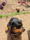 Rottweiler Puppies for sale in Anson, TX 79501, USA. price: NA
