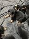 Rottweiler Puppies for sale in Fayetteville, NC, USA. price: $1,000