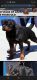 Rottweiler Puppies for sale in Cooks Rd, Richmond, VA 23224, USA. price: $1,500