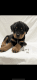 Rottweiler Puppies for sale in Plain City, OH 43064, USA. price: NA
