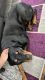 Rottweiler Puppies for sale in Portsmouth, VA, USA. price: $950