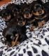 Rottweiler Puppies for sale in Troy, NY, USA. price: $1,100