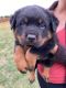 Rottweiler Puppies for sale in Venus, TX, USA. price: $1,500
