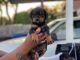 Rottweiler Puppies for sale in San Antonio, TX, USA. price: $13,000