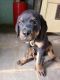 Rottweiler Puppies for sale in Kurnool, Andhra Pradesh, India. price: 10000 INR