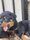 Rottweiler Puppies for sale in Myrtle Beach, SC, USA. price: NA