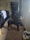 Rottweiler Puppies for sale in Baltimore, MD 21207, USA. price: $2,500