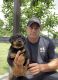 Rottweiler Puppies for sale in Richlands, NC 28574, USA. price: $2,500