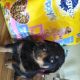 Rottweiler Puppies for sale in Delano, CA 93215, USA. price: $300