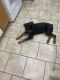 Rottweiler Puppies for sale in Philadelphia, PA 19148, USA. price: $1,000