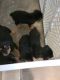 Rottweiler Puppies for sale in Honolulu, HI, USA. price: $2,000