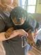 Rottweiler Puppies for sale in New Haven, IN, USA. price: NA