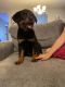 Rottweiler Puppies for sale in San Antonio, TX, USA. price: $4,500