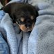 Rottweiler Puppies for sale in Midlothian, TX, USA. price: $950
