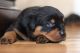 Rottweiler Puppies for sale in Albany, NY, USA. price: $2,500