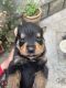 Rottweiler Puppies for sale in Gurugram, Haryana, India. price: 12000 INR