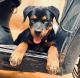 Rottweiler Puppies for sale in Rd Number 11, Gaffar Khan Colony, Banjara Hills, Hyderabad, Telangana 500034, India. price: 18000 INR