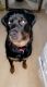 Rottweiler Puppies for sale in Willingboro, NJ, USA. price: $300