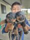 Rottweiler Puppies for sale in Sangamner, Maharashtra 422605, India. price: NA